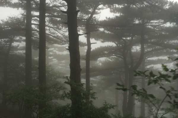 Hiking through the Forest at Huangshan Mountain