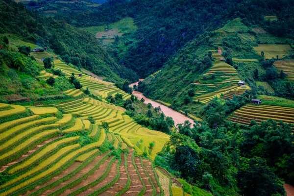 visit Mù Cang Chải Rice fields (2)