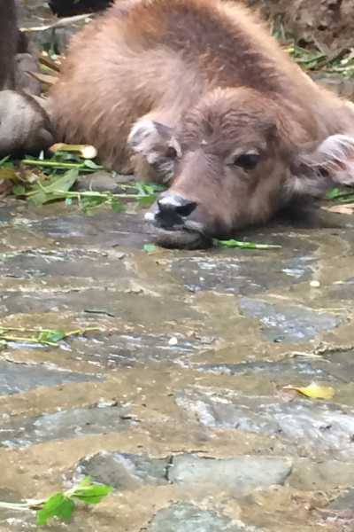 Baby Water Buffalo in Xinjie