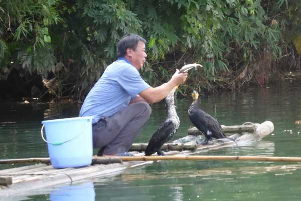 Fishing with Cormorants on the Dragon River
