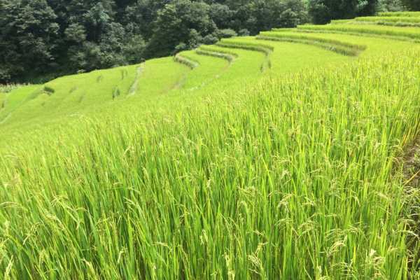 Rice Terraces at Yuanyang Rice Fields