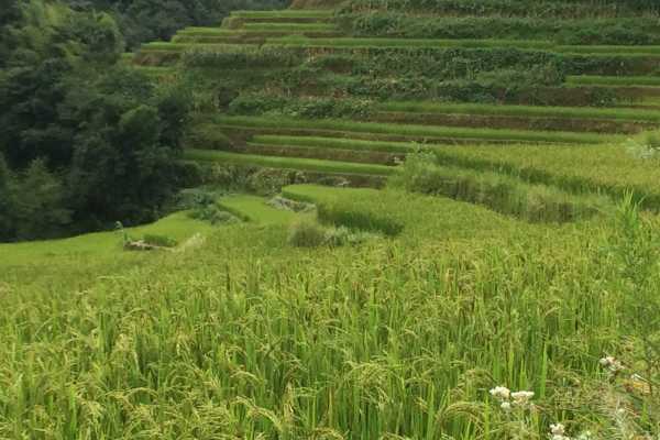 Rice Terraces at Yuanyang