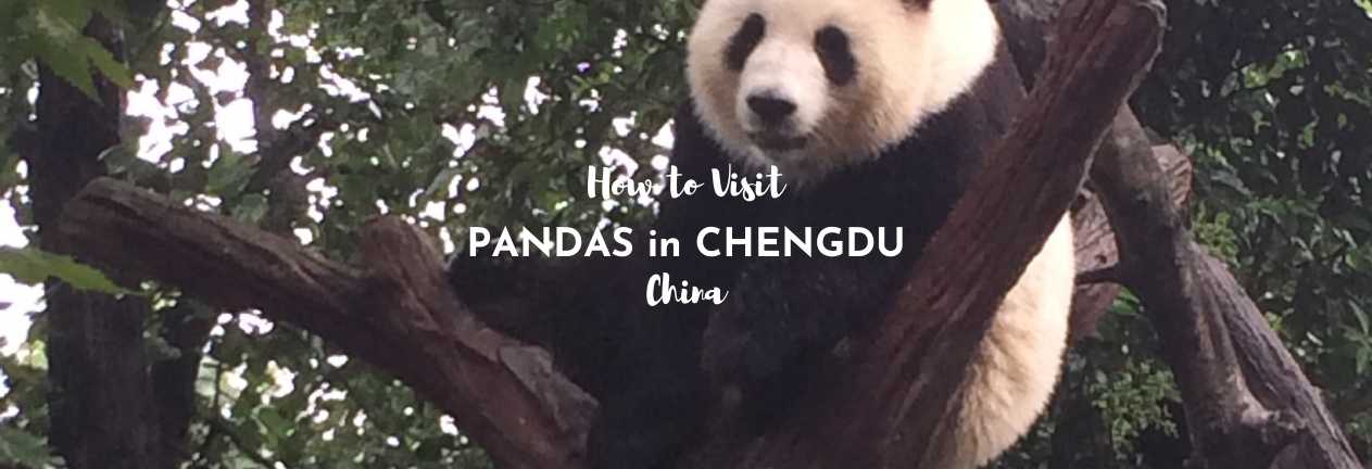 how to see pandas in chengdu