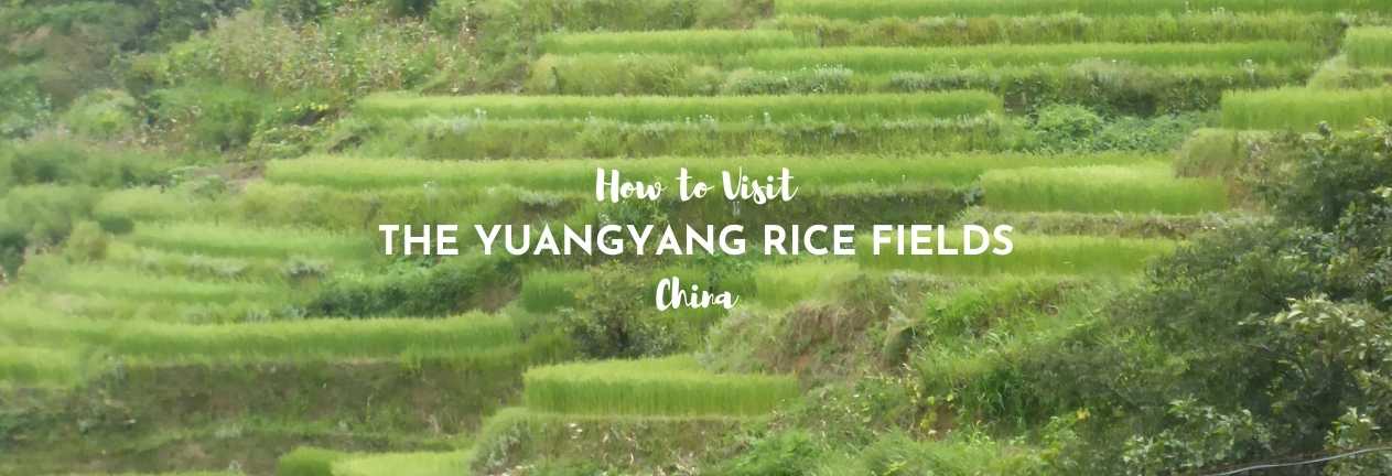 how to visit the yuanyang rice fields