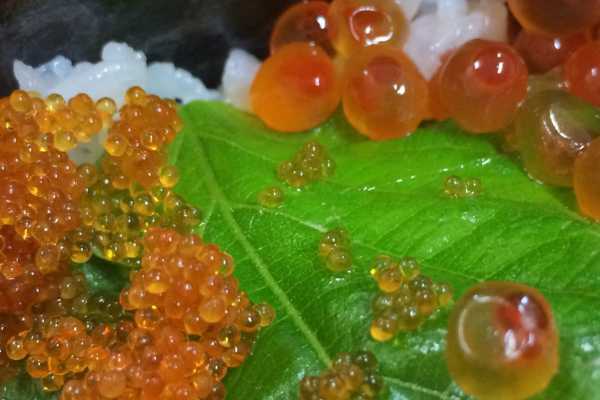 Japanese Food - Japanese FIsh Eggs