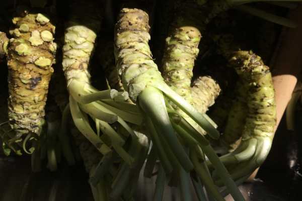 Japanese Food – Wasabi Root
