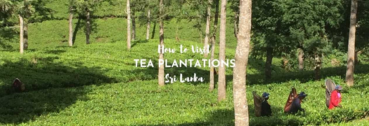 how to visit tea plantations