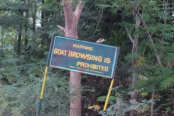 Goat Browsing is Prohibited sign Tiruvannamalai