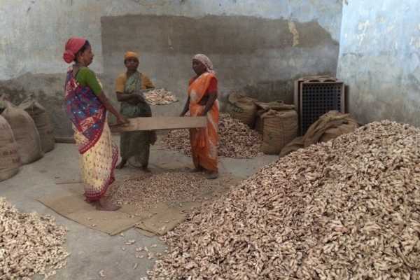 Women sorting Ginger in Kort Kochi