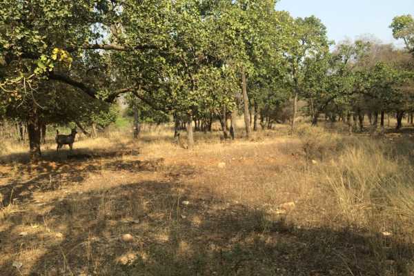 Dry landscape in Ranthambore National Park Zone 6