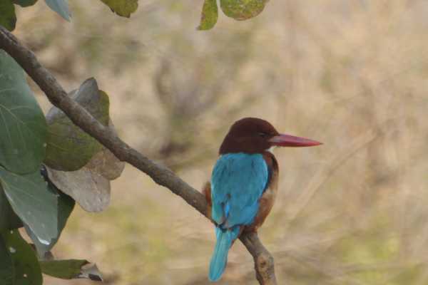 Kingfisher at Ranthambore National Park