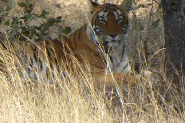 Ladali at Ranthambore National Park