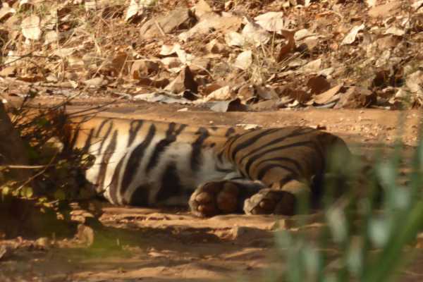 Ranthambore National Park with Tiger laying in the road