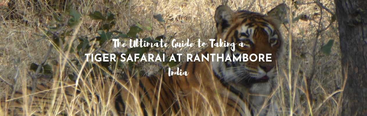 ultimate guide to visiting tiger safari at ranthambore