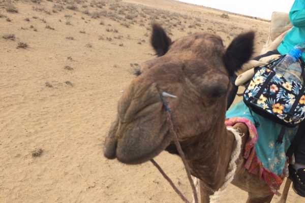 Camel spit and Saliva