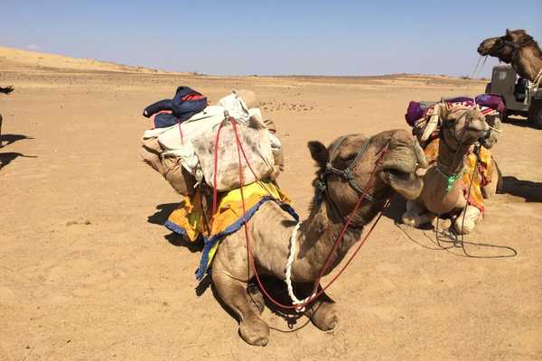 Camels in the Thar Desert