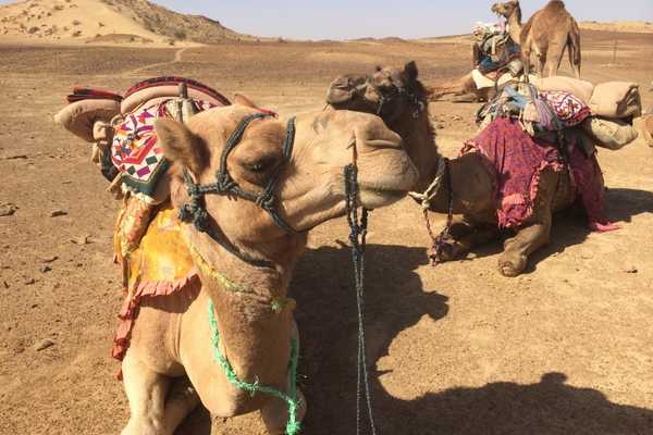 Our Camels in the Thar desert