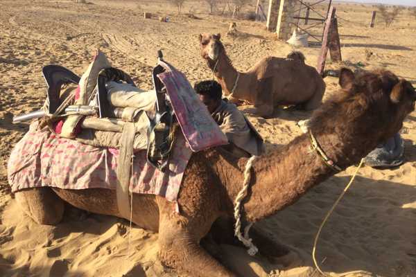 Saddling Camels in the Thar Desert