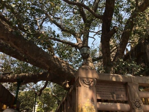 The bodhi Tree Bodhgaya