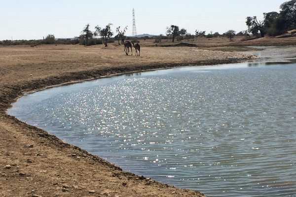 Watering Hole on Jaisalmer Camel Safari