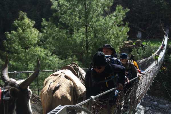 Dzos on a Suspension Bridge