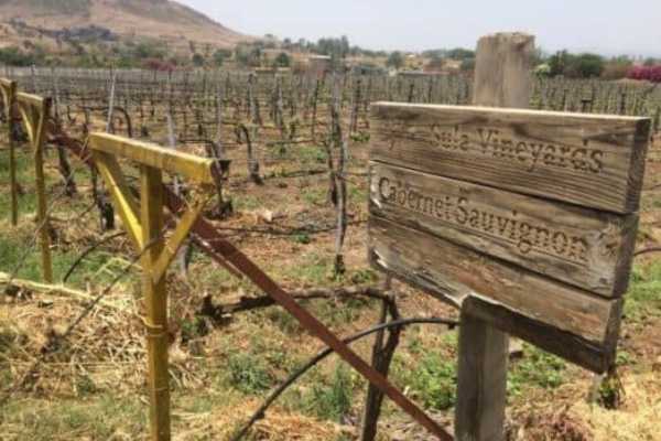 Sula Vineyards Nashik