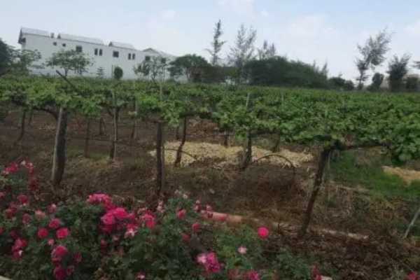 Vines at Soma Winery India