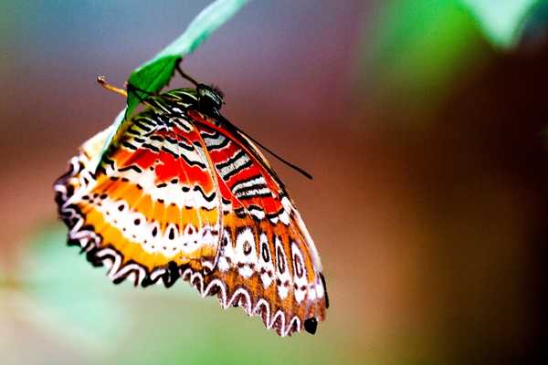 Butterfly Farm Cameron Highlands