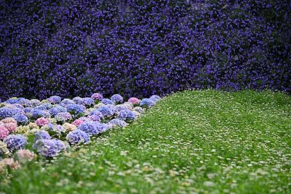 Lavender Fields in Cameron Highlands