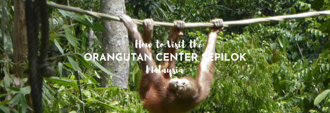 Orangutan center Sepilok