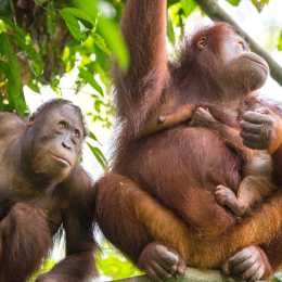 Orangutans at Sepilok