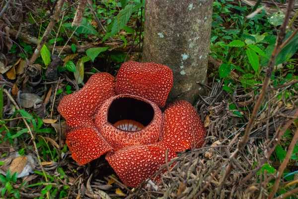 Rafflesia Malaysia