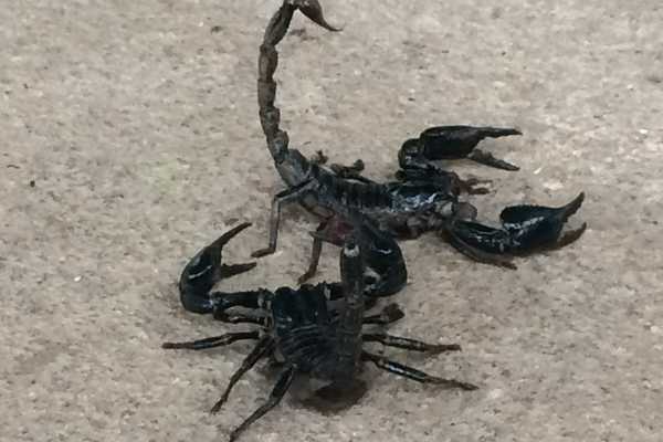 Scorpions at Cameron Highlands
