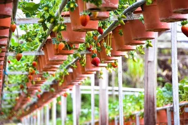 Strawberries in Cameron Highlands