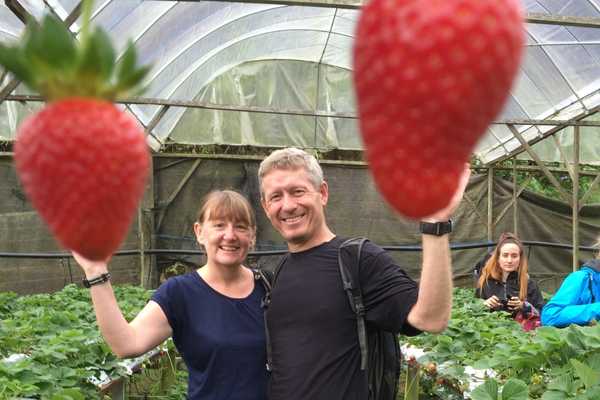 Strawberry Farm cheesy photos Cameron Highlands