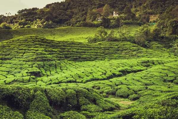 Tea Fields in the Cameron Highlands