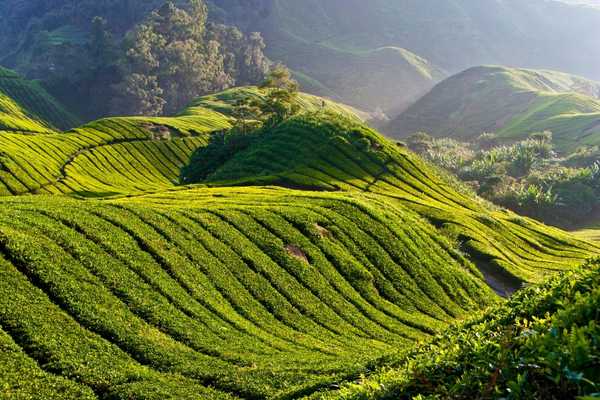 Tea Plantations Cameron Highlands