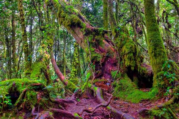 The Mossy Forest Cameron Highlands