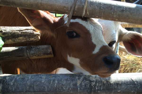 Cow near Yogyakarta on bike tour
