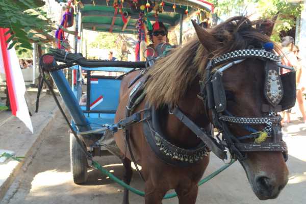 Horse Drawn Transport on Gili Air