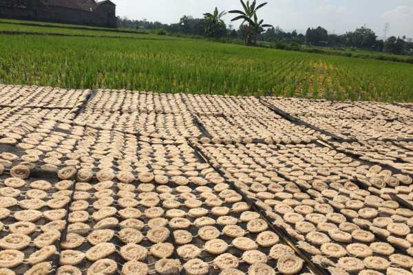 Krupuk drying in the sun near Yogyakarta