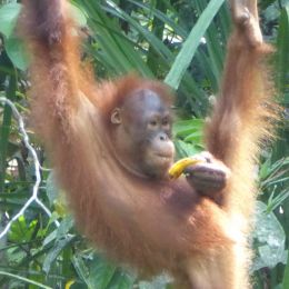 Orangutan at Semenggoh