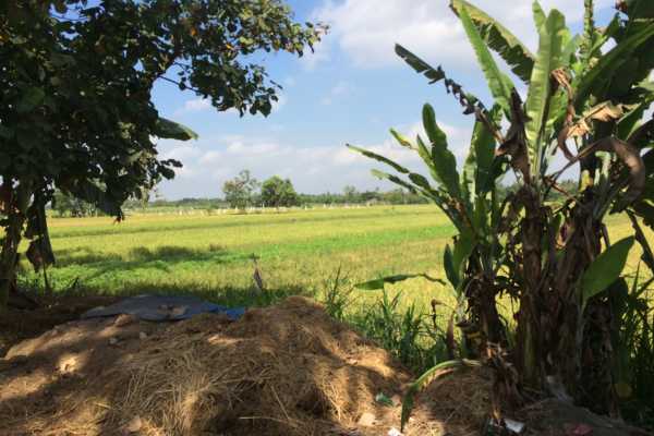Rice field near Yogyakarta