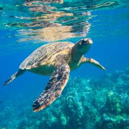 Snorkeling with Turtles