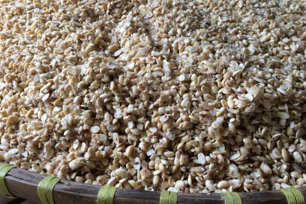 Soy beans for making Tempeh