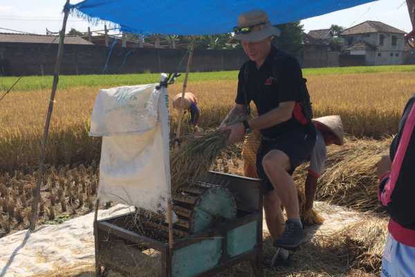 Threshing machine in action Yogyakarta