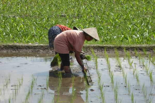 Women planting rice in field in Yogyakarta