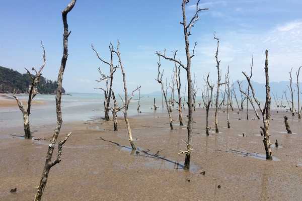 low tide at Bako National Park