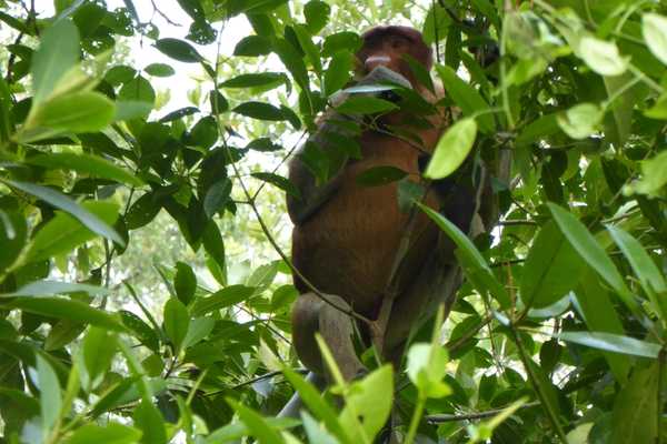 probiscis monkey at bako