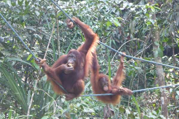 seeing orangutan when visit Semenggoh